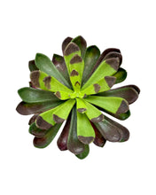 Load image into Gallery viewer, Artificial Aeonium Pick
