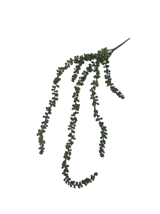 Artificial Hanging Bean Succulent - 71cm
