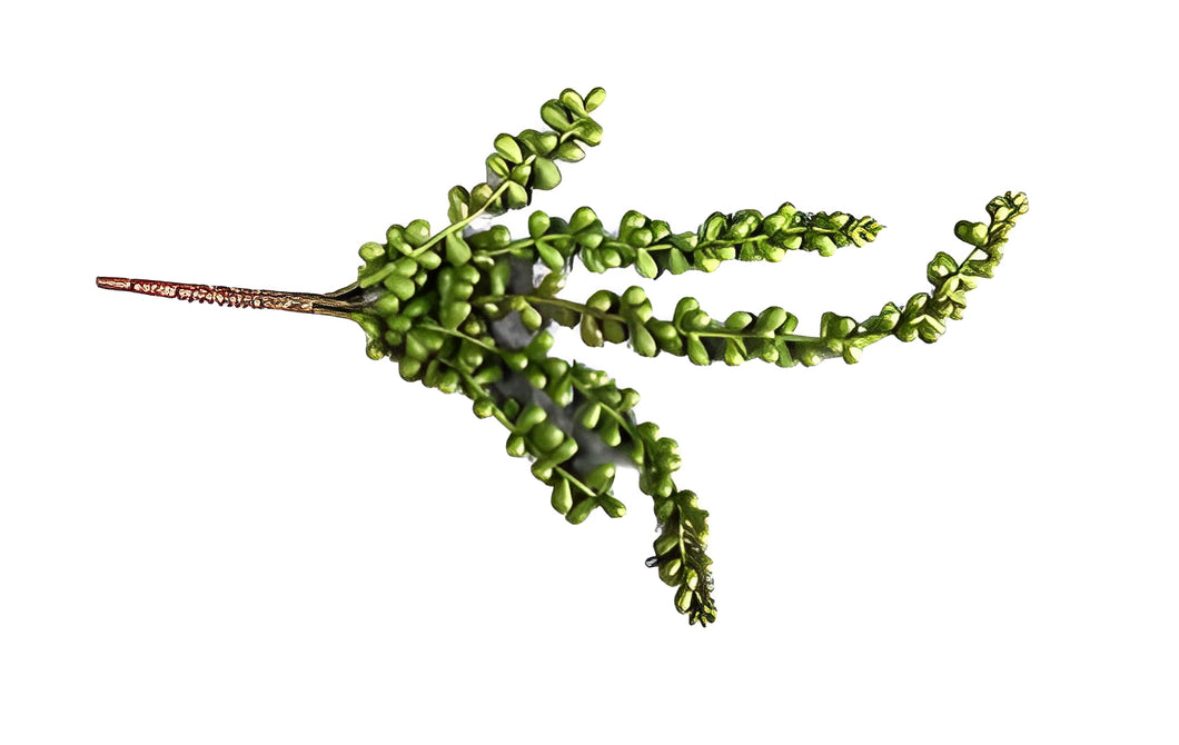 Artificial Bean Succulent - 33cm